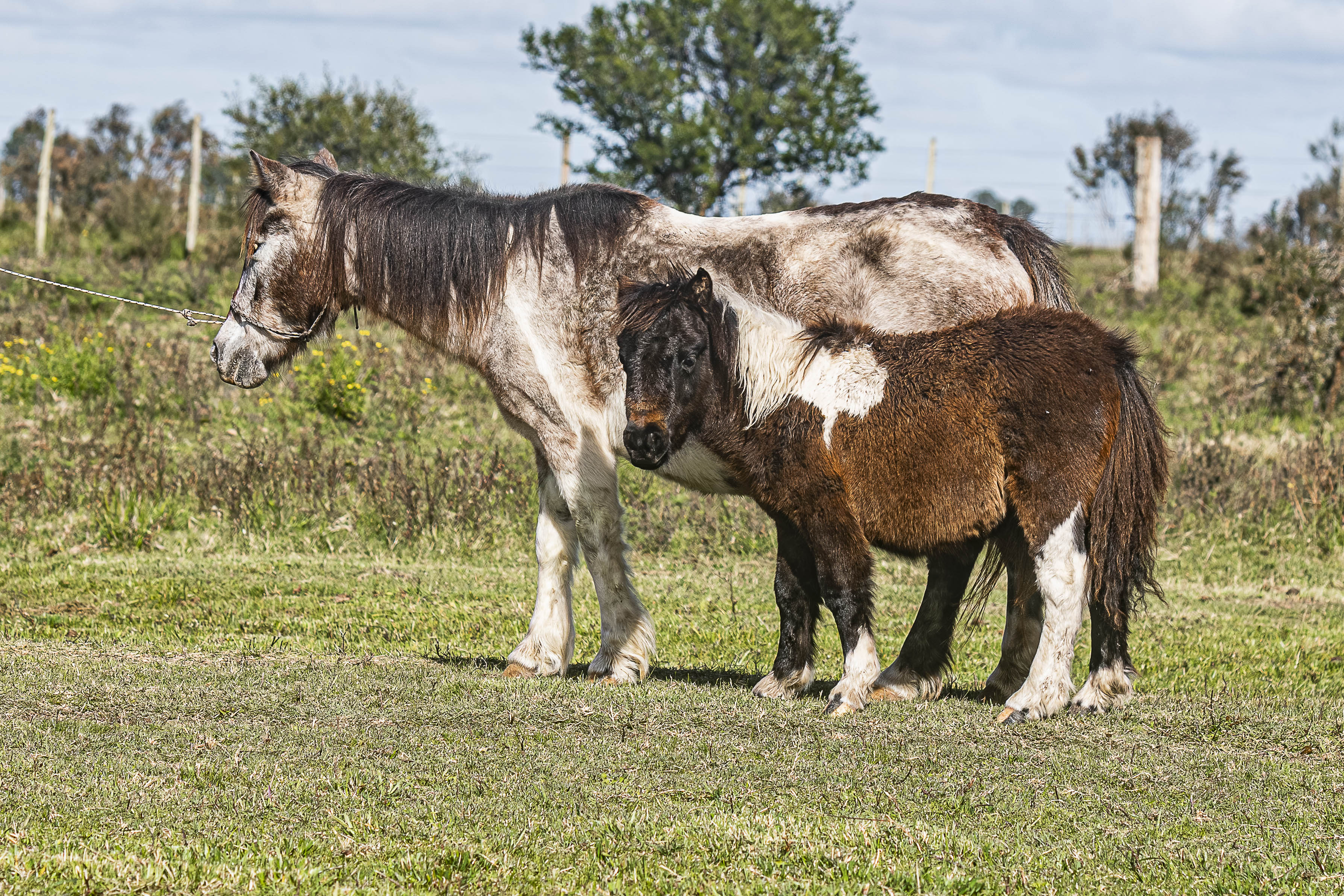 Potrillo Gen 2025 SHR Lucrecia - Cabaña SHR Poni Shetland Uruguay